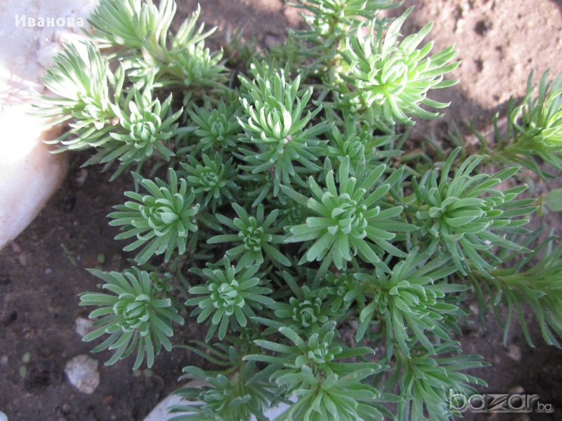 Седум 6 -, снимка 1