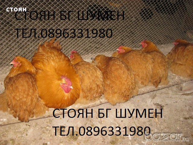 ПРОДАВАМ ЯЙЦА ЗА ЛЮПЕНЕ И ПИЛЕТА ОТ ЕЛИТЕН ЖЪЛТ ОРПИНГТОН, снимка 2 - Кокошки и пуйки - 18880831