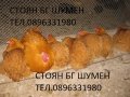 ПРОДАВАМ ЯЙЦА ЗА ЛЮПЕНЕ И ПИЛЕТА ОТ ЕЛИТЕН ЖЪЛТ ОРПИНГТОН, снимка 2