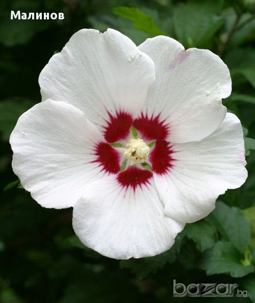 Бяла дървесна ружа/ китайска роза / хибискус, снимка 1