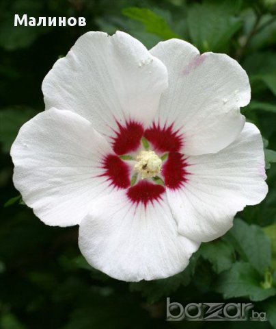 Бяла дървесна ружа/ китайска роза / хибискус, снимка 1 - Градински цветя и растения - 11542804