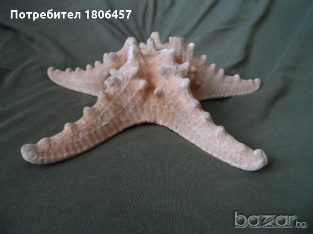 голяма морска звезда, снимка 10 - Антикварни и старинни предмети - 21356956