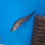 Риба нож chitala ornata 10см, снимка 1 - Рибки - 25241198