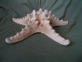 голяма морска звезда, снимка 10