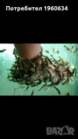 Продавам рибки гара руфа garra rufa fish spa фиш спа, снимка 1