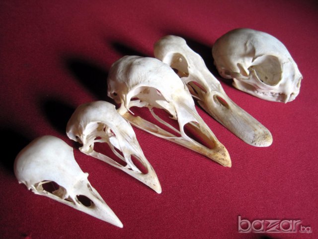 Учебно помагало по зоология, колекция от черепи, сбирка гръбначни животни , снимка 5 - Антикварни и старинни предмети - 14074952