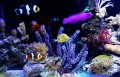 LED Cree Epistar цветни 1-100W,380-780nm изработка осветлениe аквариум, снимка 1 - Аквариуми - 9188271
