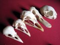 Учебно помагало по зоология, колекция от черепи, сбирка гръбначни животни , снимка 5