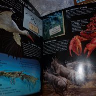 Невероятните животни от Larousse - Colibri, снимка 3 - Специализирана литература - 16835886