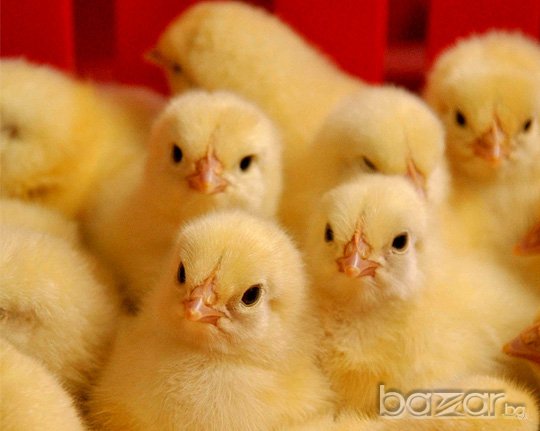 Еднодневни пилета, снимка 1 - Кокошки и пуйки - 13716230