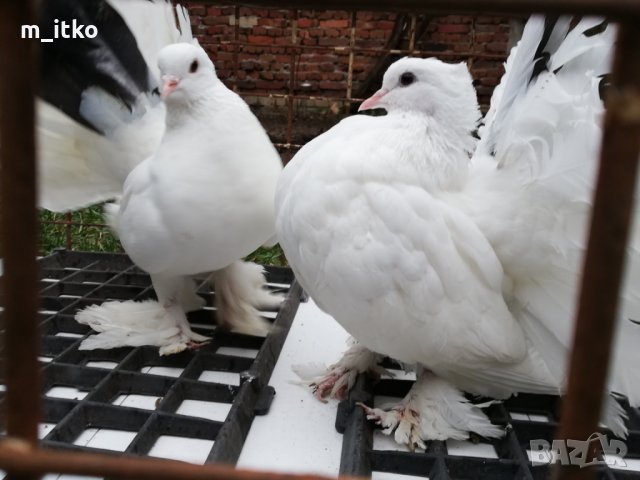 Индийски фенерлии , снимка 3 - Гълъби - 24521039