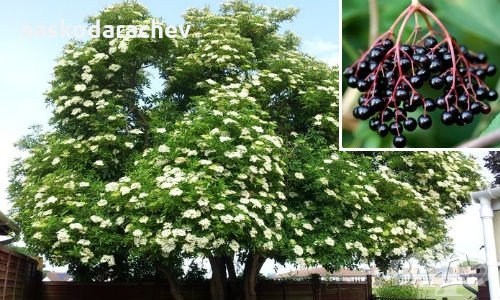 Фиданки Черен дървовиден бъз, Свирчовина (Sambucus nigra), снимка 1 - Градински цветя и растения - 23839592