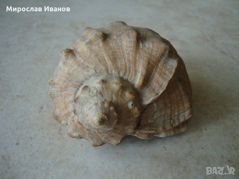 ** Черноморски рапан ** , снимка 1