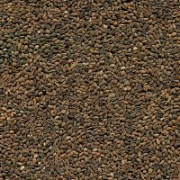 Семена от Фацелия - медоносно растение за пчелите разсад семена пчеларски растения силно медоносно, снимка 3 - Сортови семена и луковици - 19318153