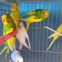 Продавам вълнисти папагали, снимка 1 - Папагали - 22255666