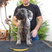 Мител шнауцер (Standard schnauzer) , снимка 4 - Други - 25672205