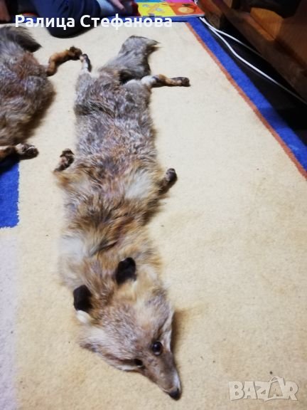 Естествена яка, снимка 1