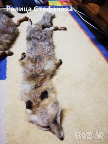 Естествена яка