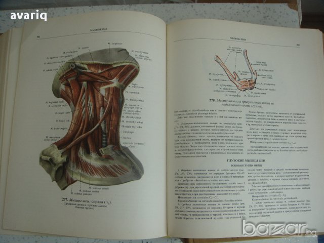 Атласи по анатомия на човека Синелников, снимка 5 - Енциклопедии, справочници - 16689471