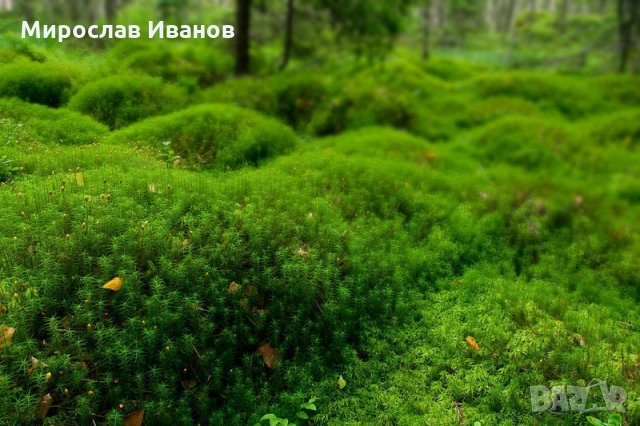 Сибирски мъх, снимка 1 - Градински цветя и растения - 25931924