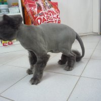 Подстригване на котка, снимка 7 - Ветеринари и услуги - 23386096