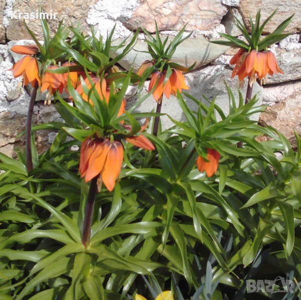 Фритилария (Ходжово лале),мини ирис, снимка 1