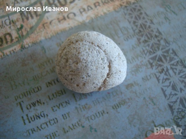 ^^ рапанче ^^ от Йонийско море , снимка 1