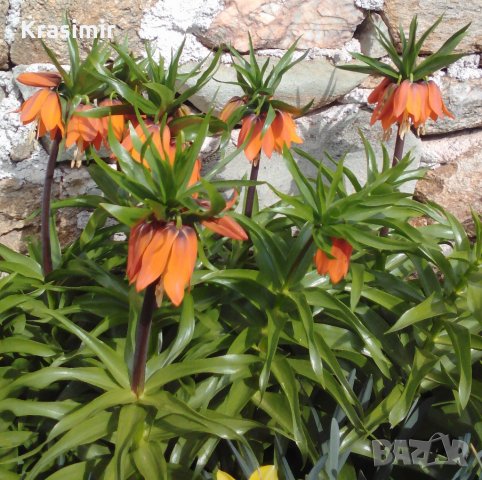 Фритилария (Ходжово лале),мини ирис