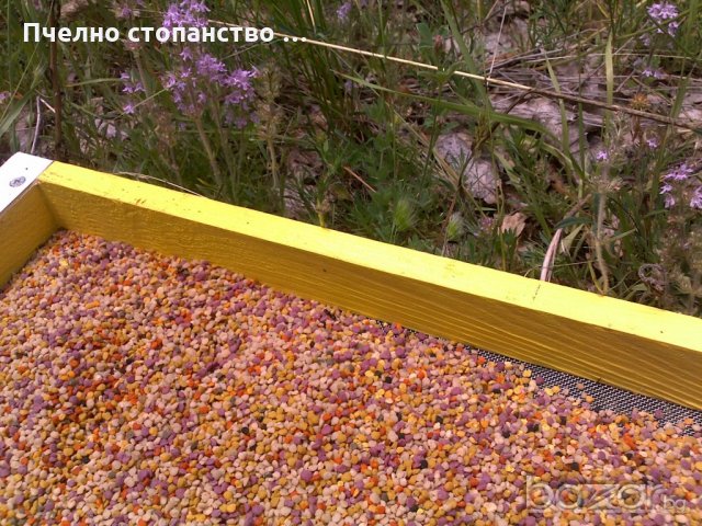 БИО Пчелен прашец от Сакар планина, снимка 4 - Пчелни продукти - 18145770