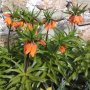 Фритилария (Ходжово лале),мини ирис, снимка 1 - Градински цветя и растения - 24671565