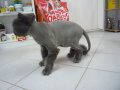 Подстригване на котка, снимка 7