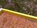 БИО Пчелен прашец от Сакар планина, снимка 4