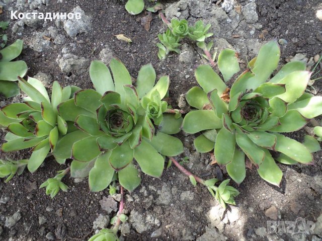 Дебелец / Алпийска роза, снимка 5 - Градински цветя и растения - 22492253