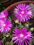 Делосперма , снимка 1 - Градински цветя и растения - 22459209
