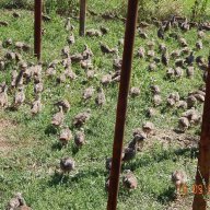 Ферма за производство на яребици и фазани