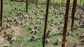 Ферма за производство на яребици и фазани, снимка 1 - Други стоки за животни - 8029885