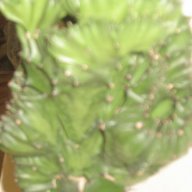 Еуфорбия Euphorbia lactea cristata variegata, снимка 5 - Стайни растения - 11704701