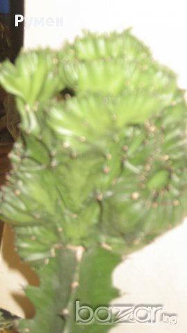 Еуфорбия Euphorbia lactea cristata variegata, снимка 5 - Стайни растения - 11704701