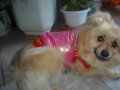 Зимни дрешки, гащеризонче , розово якенце – 13лв/бр., снимка 1 - За кучета - 9778045