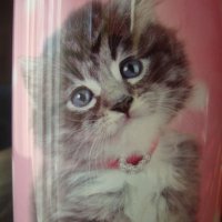 Котенце - цилиндрична касичка от метал, снимка 1 - Подаръци за рожден ден - 21003792