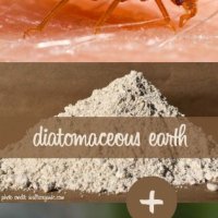 Диатомит /диатомична пръст/ срещу хлебарки, мравки бълхи и др., снимка 2 - Други - 23105385