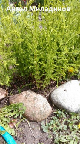 декоративен храст, прилича на Аспарагус