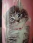 Котенце - цилиндрична касичка от метал, снимка 1 - Подаръци за рожден ден - 21003792