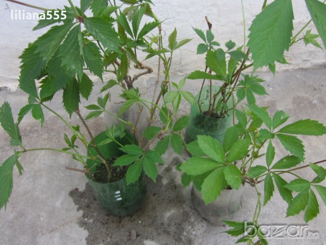Лозичка катерлива, снимка 6 - Градински цветя и растения - 10632807