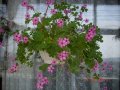 Продавам цветя Детелина Оксалис, розови, във висящи и обикновени саксии, снимка 2