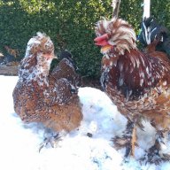Sergiev Farm продава пилета и яйца от различни видове кокошки, снимка 10 - Кокошки и пуйки - 13584889