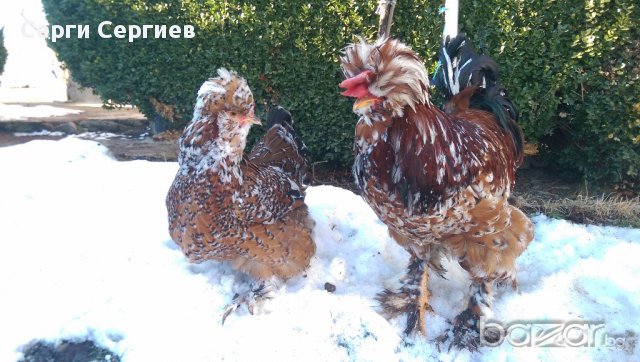Sergiev Farm продава пилета и яйца от различни видове кокошки, снимка 10 - Кокошки и пуйки - 13584889