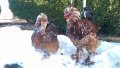 Sergiev Farm продава пилета и яйца от различни видове кокошки, снимка 10