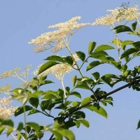 Фиданки Черен дървовиден бъз, Свирчовина (Sambucus nigra), снимка 2 - Градински цветя и растения - 23839592