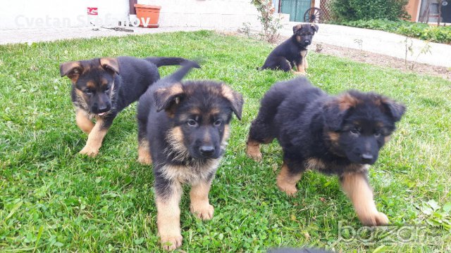 Развъдник за чистокръвни немски овчарки, снимка 3 - Немска овчарка - 15004158